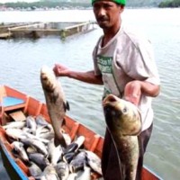 Salah seorang petani jaring apung saat menunjukan ikannya yang mati mendadak.
